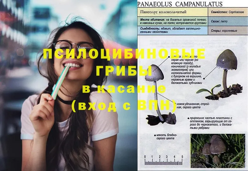 Галлюциногенные грибы Psilocybine cubensis  Барыш 